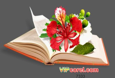 File in lụa Graphics quyển sách kẹp hoa phượng đỏ file tách nền PNG (phong cảnh) Graphics quyển sách kẹp hoa phượng đỏ file tách nền PNG