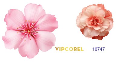 File PSD Hình ảnh cánh hoa màu hồng - file corel (bản gốc) dễ dàng edit