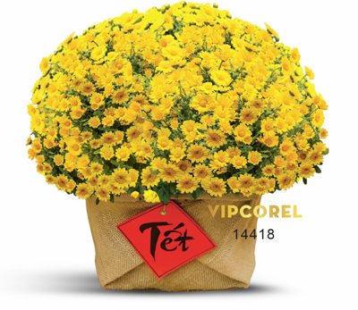 File tranh Hoa Cúc mâm sôi bọc bao bố trang trí tết file PNG (ảnh gốc) chi tiết rõ ràng