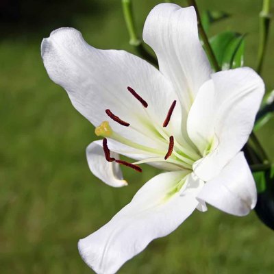 File gốc Tải tranh bộ ghép 3 tấm những bông hoa #203 (in lụa) họa tiết 3D