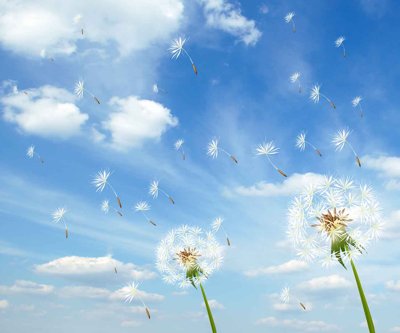 File in lụa Tranh 3D phong cảnh - hoa bồ công anh #2 (hoa văn) Tranh 3D phong cảnh - hoa bồ công anh #2