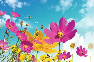 File PSD Tranh 3D phong cảnh hoa thiên nhiên #19 (gốc) cho designer