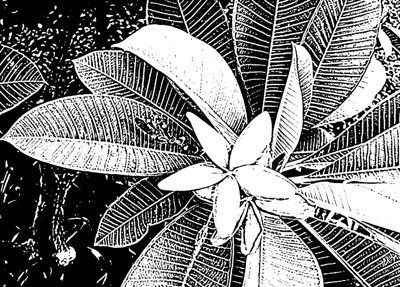 File gốc Tranh dán tường 3D hoa nghệ thuật hiện đại #75 (in lụa) hoa văn cổ điển