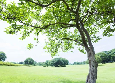 File gốc Tranh dán tường 3D phong cảnh hữu tình #117 (in lụa) chi tiết cao