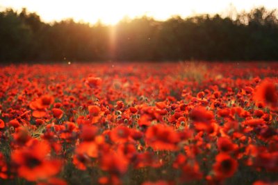 Tải file Tranh dán tường 3D phong cảnh hữu tình #95 (gốc) làm file tranh quảng cáo