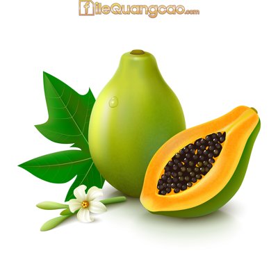 File in lụa Vector Papaya fruits – Vector trái đu đủ file EPS (chất lượng cao) Vector Papaya fruits – Vector trái đu đủ file EPS