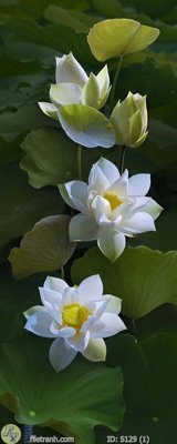 File in trần Tranh cửu ngư quần hội sen cá S129 (bản gốc) trời sao