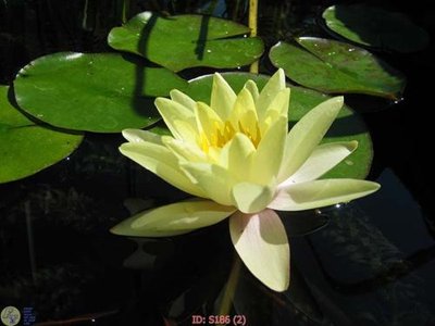 File tranh Tranh cửu ngư quần hội sen cá S186 (bản gốc) trang trí văn phòng