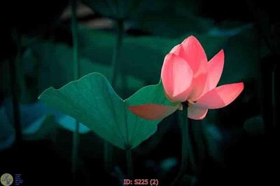 Download file tranh Tranh cửu ngư quần hội sen cá S225 (file gốc PSD)