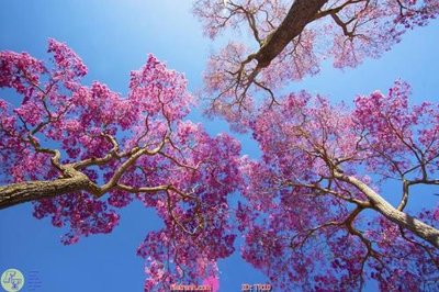 File gốc File psd trần 3d TR10 (in lụa) chi tiết cao