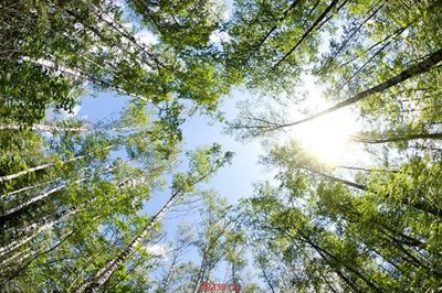 File gốc File psd trần 3d TR339 (trang trí) cho phòng khách