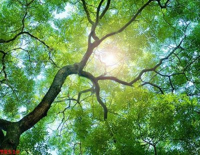 File gốc File tranh trần mây 3d TR510 (ảnh chi tiết) để in trần