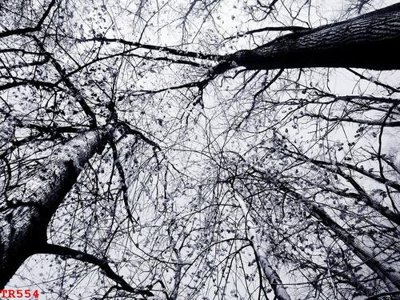 File gốc File tranh trần mây 3d TR554 (ảnh chi tiết) để in lụa