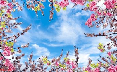 File tranh File tranh trần mây 3d TR620 (ảnh gốc) độc quyền