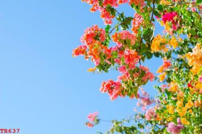 File PSD File tranh trần mây 3d TR637 (nguyên bản) cho thiết kế