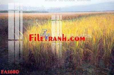 Download file gốc File gốc in bộ tranh decor treo tráng gương canvas FA1680 (dùng cho in ấn)