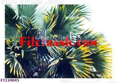 File tranh gốc File tranh bộ hiện đại FT124045 (bản quyền) Filetranh.com
