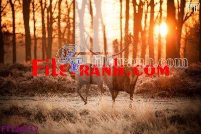 File tranh quảng cáo File tranh bộ hiện đại FT126712 (file gốc) chuyên nghiệp