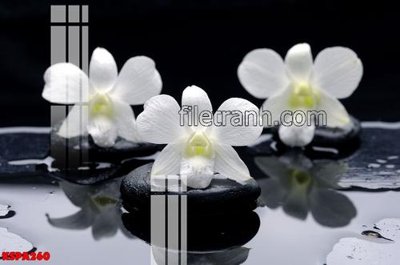 Tải file tranh Tranh trang trí Spa làm đẹp KSPA260 (ảnh gốc) ngay