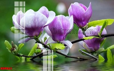 Chi tiết file tranh tráng gương Tranh trang trí Spa làm đẹp KSPA31 (ảnh gốc)