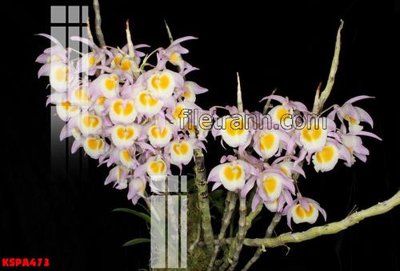 Tải file gốc Tranh trang trí Spa làm đẹp KSPA473 (để in lụa)