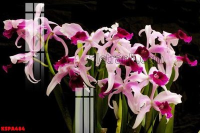 File tranh Tranh trang trí Spa làm đẹp KSPA484 (gốc) chủ đề con người