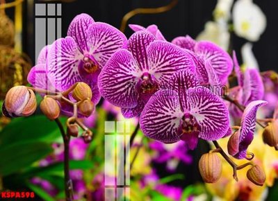 Tải file Tranh trang trí Spa làm đẹp KSPA598 (gốc) làm file thiết kế