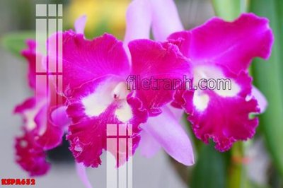 File in trần Tranh trang trí Spa làm đẹp KSPA652 (bản gốc) mây trời