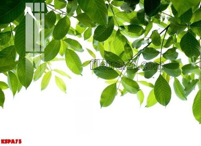 File gốc Tranh trang trí Spa làm đẹp KSPA75 (in lụa) tranh phong thủy