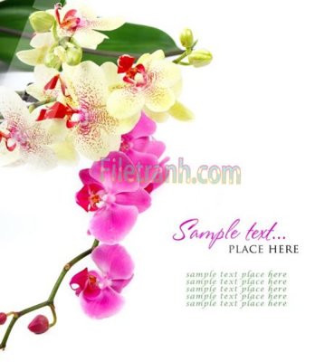 File PSD Tranh trang trí Spa làm đẹp MP119 (bản gốc) độ phân giải cao