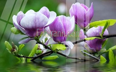 File tranh Tranh trang trí Spa làm đẹp MP130 (gốc) chủ đề thiên nhiên