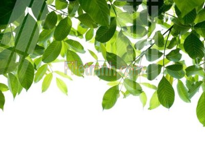 File tranh trang trí Tranh trang trí Spa làm đẹp MP176 (tải file gốc)