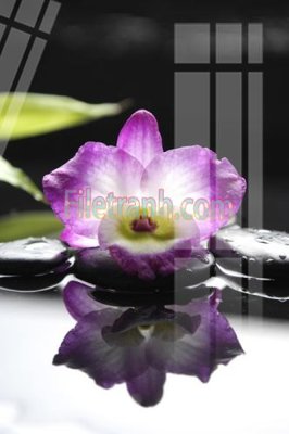 Ảnh gốc Tranh trang trí Spa làm đẹp MP220 (độ nét cao) in tráng gương