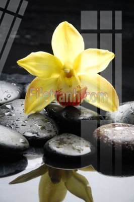 File tranh Tranh trang trí Spa làm đẹp MP313 (gốc) chủ đề tĩnh vật