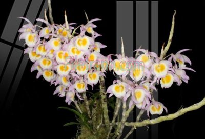 Tải file Tranh trang trí Spa làm đẹp MP600 (gốc) in ấn chất lượng