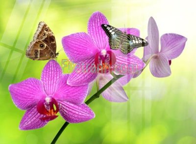 File tranh in trần Tranh trang trí Spa làm đẹp MP619 (ảnh gốc siêu nét)