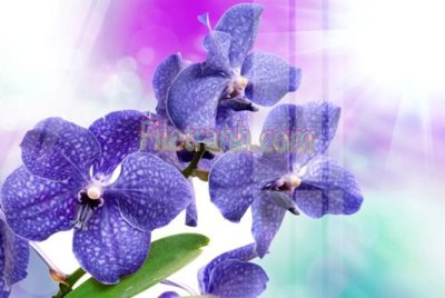 Download file Tranh trang trí Spa làm đẹp MP620 (chuẩn in) Tranh trang trí Spa làm đẹp MP620