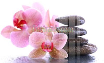 File gốc Tranh trang trí Spa làm đẹp MP643 (dành cho trang trí nội thất)