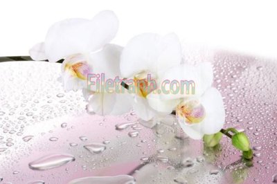 File gốc Tranh trang trí Spa làm đẹp MP696 (trang trí) phòng trẻ em