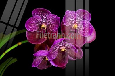 File in trần Tranh trang trí Spa làm đẹp MP729 (bản gốc) bầu trời