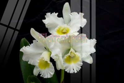 File in trần Tranh trang trí Spa làm đẹp MP731 (bản gốc) trời sao