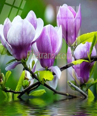 Download file gốc Tranh trang trí Spa làm đẹp MP775 (in lụa) nghệ thuật