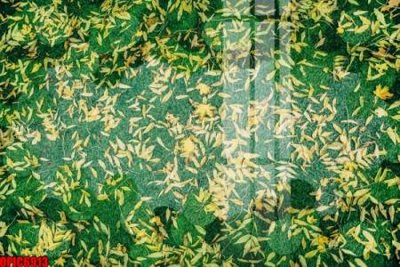 File gốc file tranh bộ decor in treo tường tráng gương OPIC6913 (thiết kế) độc quyền