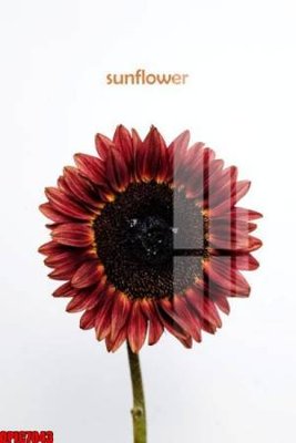 File ảnh file tranh bộ decor in treo tường tráng gương OPIC7043 (gốc) in quảng cáo ngoài trời