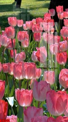 Tải file tranh file tranh in treo tường file decor tổng hợp R10344 (ảnh gốc) ngay