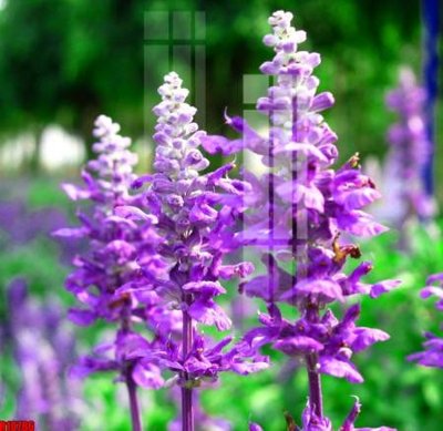 File gốc file tranh in treo tường file decor tổng hợp R10786 (in tráng gương) hiện đại