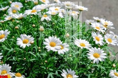 File in ấn file tranh in treo tường file decor tổng hợp R1244 chuyên nghiệp