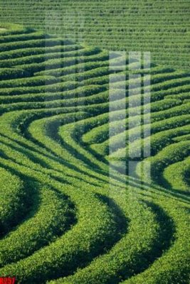 File in mica file tranh in treo tường file decor tổng hợp R257 (bản gốc) siêu trong