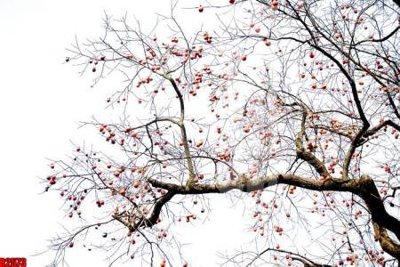 File in mica file tranh in treo tường file decor tổng hợp R2573 (ảnh gốc) đẹp