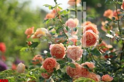 Download file file tranh in treo tường file decor tổng hợp R3124 (chuẩn in) file tranh in treo tường file decor tổng hợp R3124